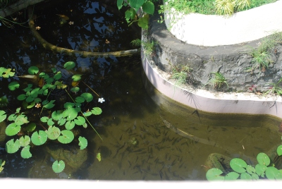 Water plants in the pond are usually uprooted by the storm.